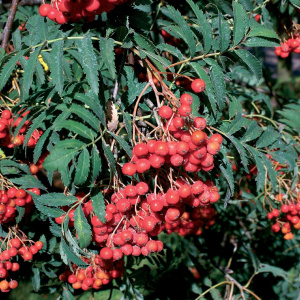 Sorbus-aucuparia-Aspleniifolia-2