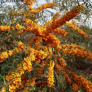 oblepiha-krushinovidnaja-hippophae