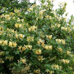 Жимолость вьющаяся Серотина Lonicera periclymenum Serotina 20-40см С3 850=