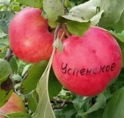 7hMO2zDwzAw